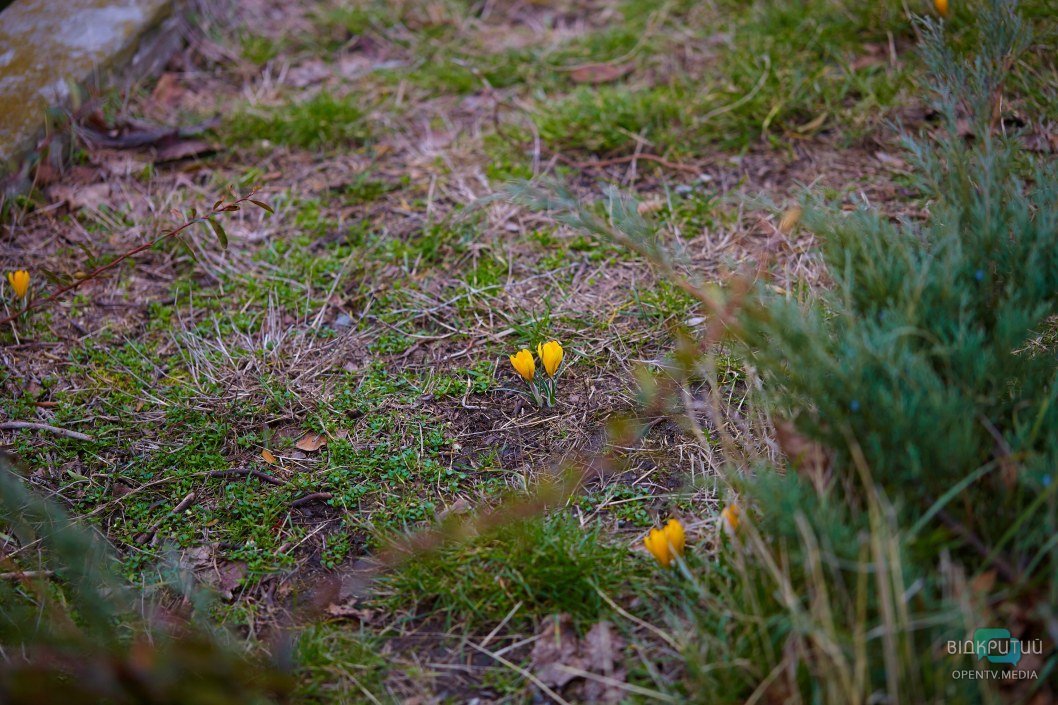 В Днепре в парке Глобы расцвели редкие желтые подснежники (ФОТО) - рис. 1