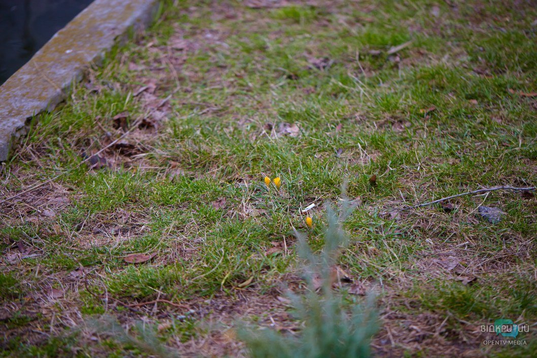 В Днепре в парке Глобы расцвели редкие желтые подснежники (ФОТО) - рис. 2