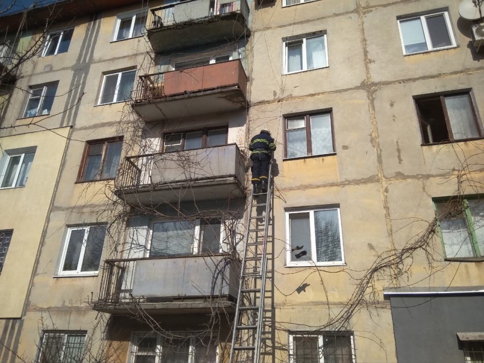 Как в Каменском пять пожарных спасали голубя (ВИДЕО) - рис. 1
