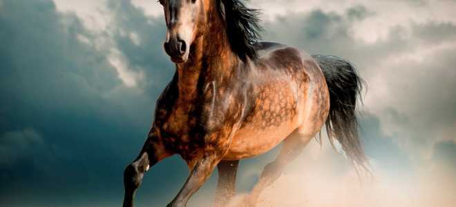 Элитная потеряшка: на Полтавском шоссе бегает испуганная лошадь (ВИДЕО) - рис. 1