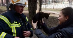 Под Днепром спасатели помогли котенку, который не мог слезть с дерева двое суток - рис. 3
