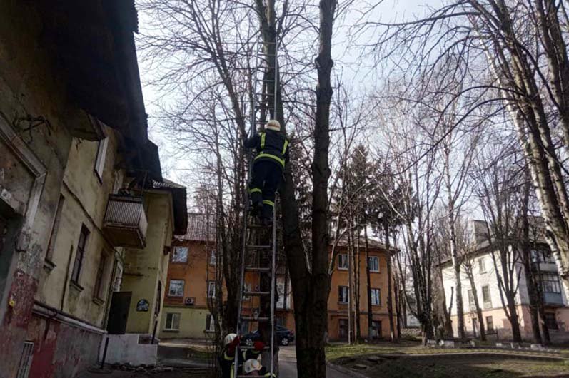 Под Днепром спасатели помогли котенку, который не мог слезть с дерева двое суток
