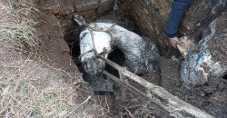 Под Днепром цыгане со спасателями доставали коня из колодца - рис. 7