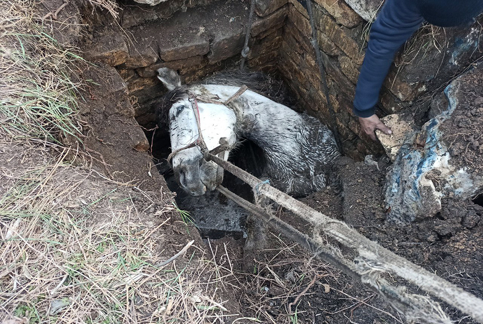 Под Днепром цыгане со спасателями доставали коня из колодца