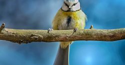 Красавец из Приднепровска: фотограф запечатлел "голубую синицу" - рис. 20