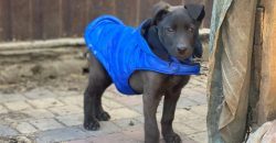 В Днепре из дома выгнали щенка, посчитав переносчиком коронавируса - рис. 8