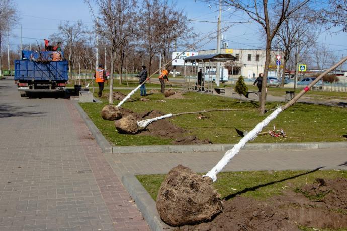 Озеленение города идет полным ходом: в Днепре планируют высадить более 3 тысяч деревьев