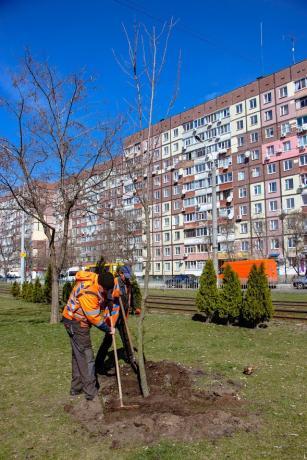 Озеленение города идет полным ходом: в Днепре планируют высадить более 3 тысяч деревьев