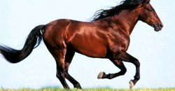 Элитная потеряшка: на Полтавском шоссе бегает испуганная лошадь (ВИДЕО) - рис. 3