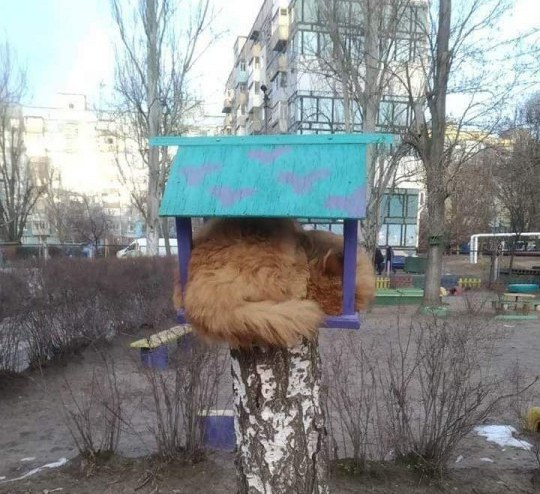 Коты прилетели: в Днепре в кормушках для птиц поселились усатые-полосатые - рис. 1