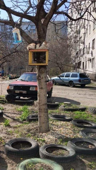 Коты прилетели: в Днепре в кормушках для птиц поселились усатые-полосатые - рис. 2