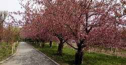 В Днепре возле ДИИТа зацвела аллея сакур (ФОТО) - рис. 13