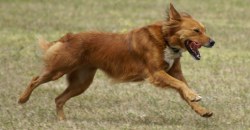 В Днепре 11-е сутки бегает собака с бутылкой на голове (ФОТО, ВИДЕО) - рис. 20