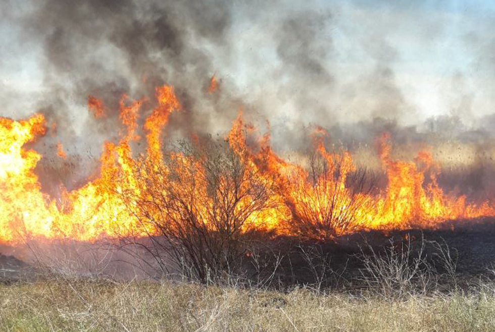 Очередной пожар возле Петриковки: горела сухая трава - рис. 4