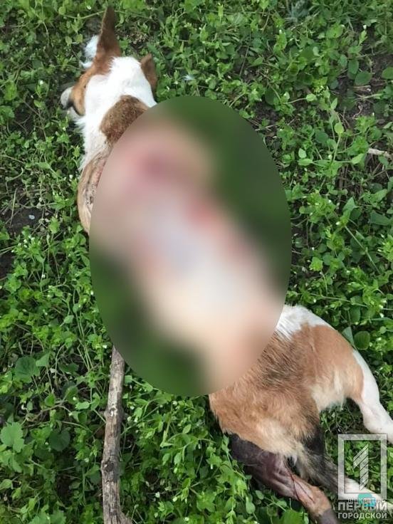 Человеческая жестокость не знает границ: под Днепром нашли труп собаки, с которой сняли шкуру