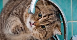 Коммуналка растет: в Днепре поднимут тарифы на воду - рис. 2