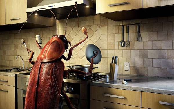  Как избавиться от тараканов