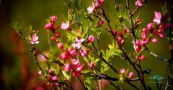 ВІДЕО: Парад квітів: у ботсаду Дніпра весніють десятки рослин - рис. 8