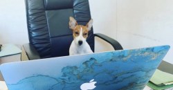 Пёс-блогер из Днепра покорил Инстаграм (ФОТО) - рис. 10