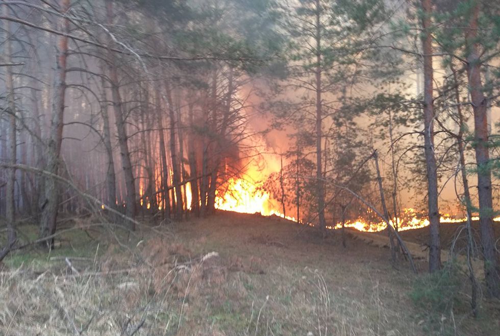 Леса горят: в Петриковском районе 15 часов тушили пожар (ФОТО, ВИДЕО) - рис. 4