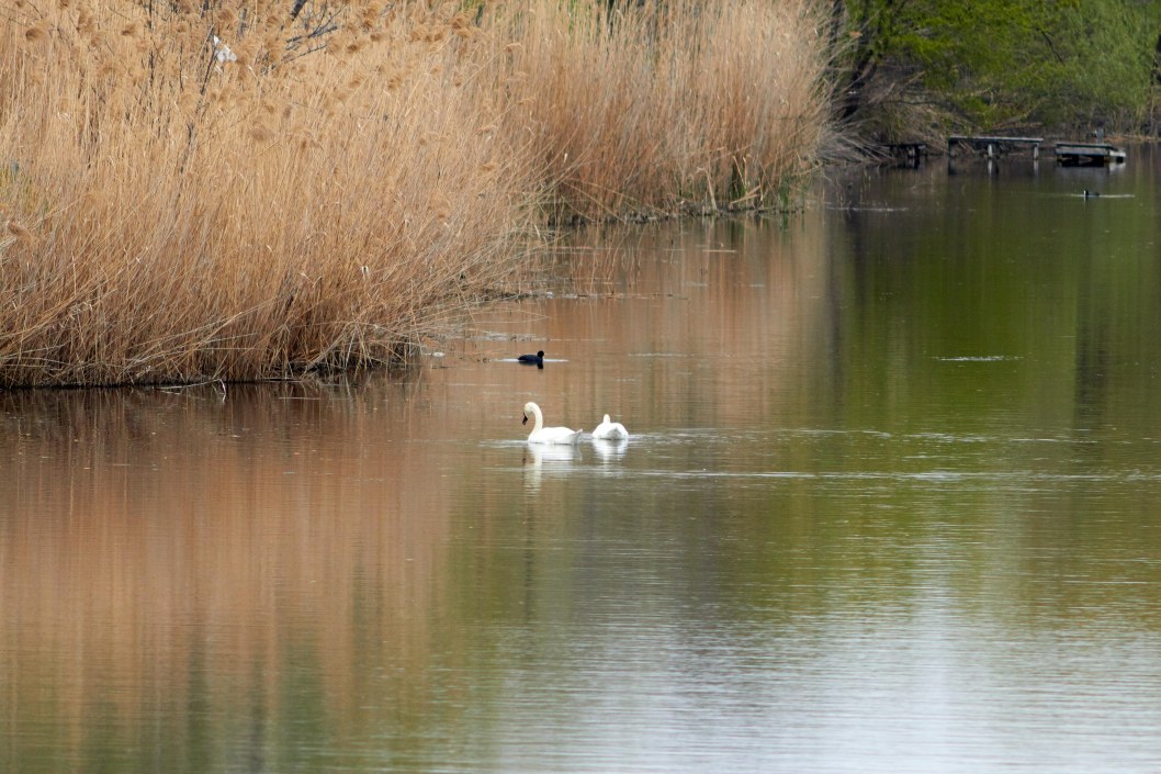 В Днепре на озере Курином запечатлели трогательную лебединую пару - рис. 1
