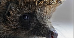 До слез: днепрянка показала обгоревшего ежика, который пострадал из-за пожара (ВИДЕО, ФОТО) - рис. 13