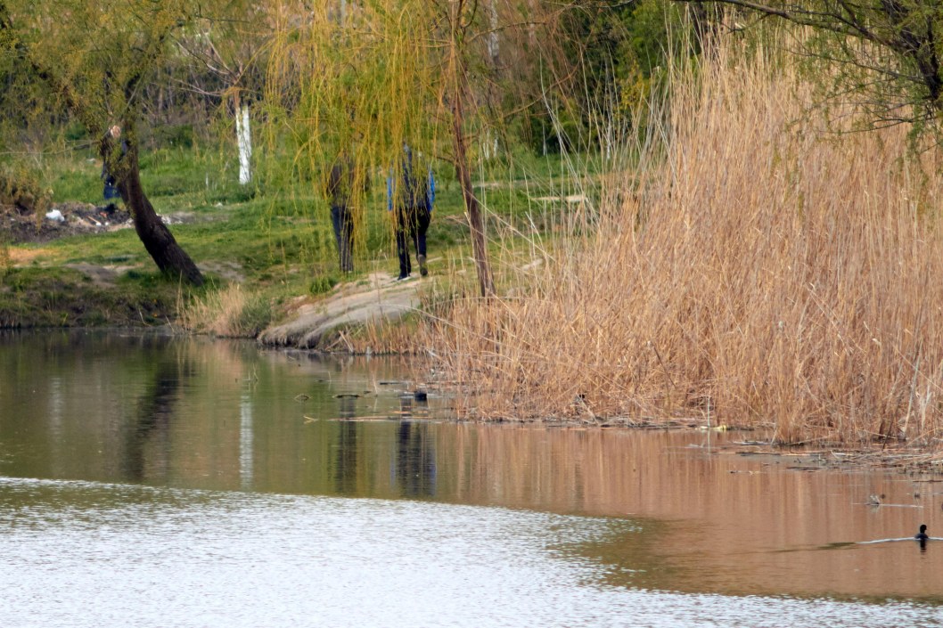 В Днепре на озере Курином запечатлели трогательную лебединую пару - рис. 7