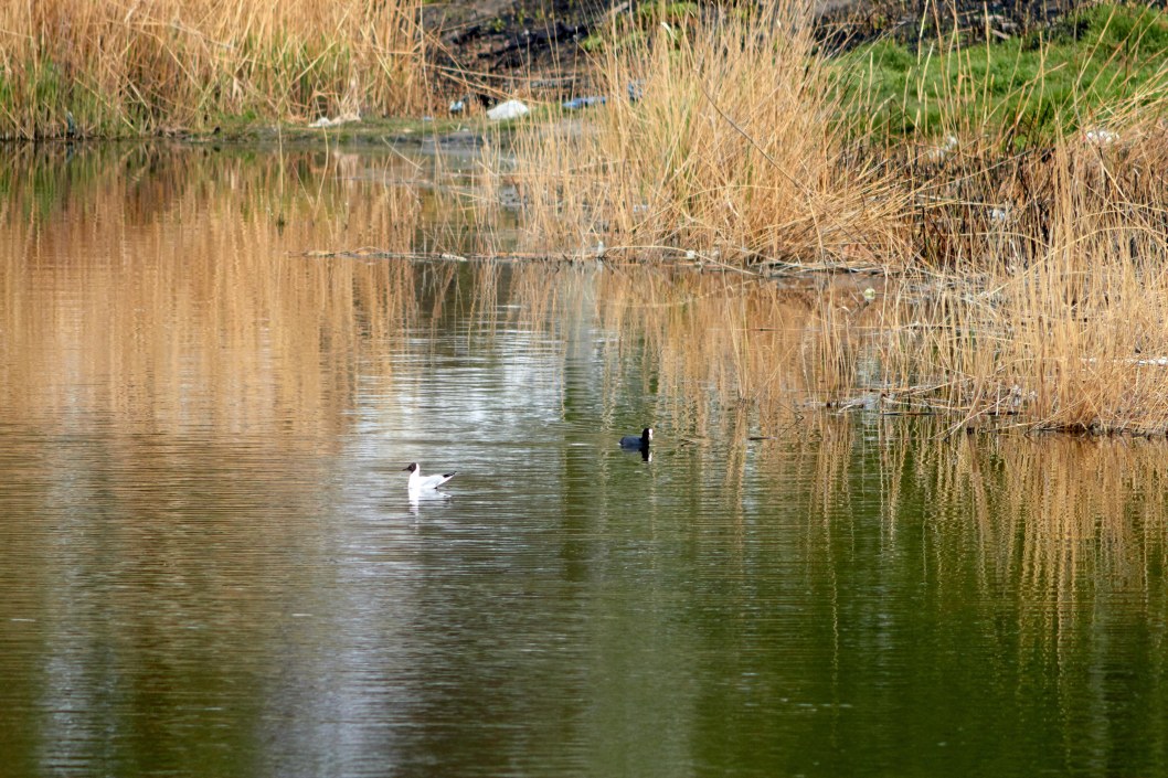 В Днепре на озере Курином запечатлели трогательную лебединую пару - рис. 4