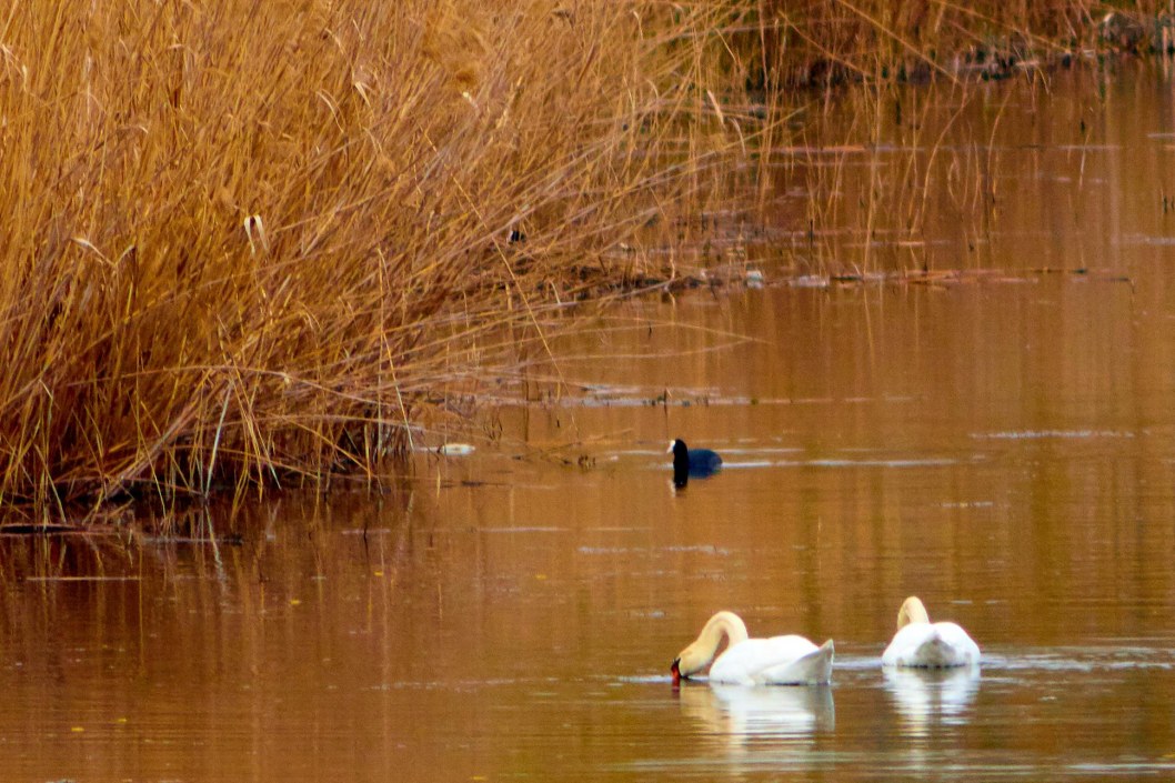 В Днепре на озере Курином запечатлели трогательную лебединую пару - рис. 2