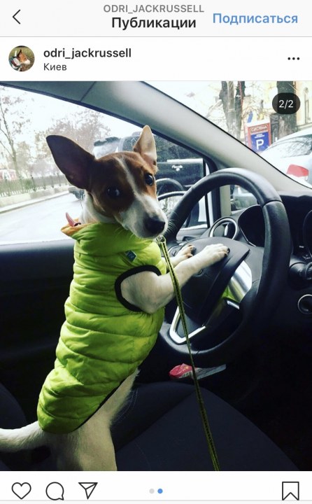 Пёс-блогер из Днепра покорил Инстаграм (ФОТО) - рис. 2