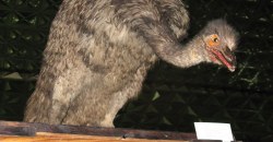 Как в фильме ужасов: что показывали посетителям в Зоологическом музее ДНУ (ФОТО) - рис. 6