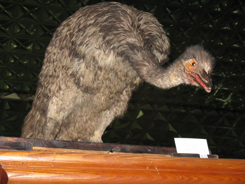 Как в фильме ужасов: что показывали посетителям в Зоологическом музее ДНУ (ФОТО) - рис. 1