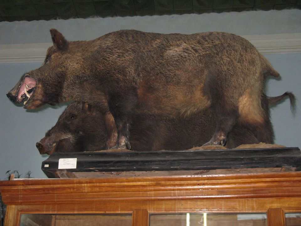 Как в фильме ужасов: что показывали посетителям в Зоологическом музее ДНУ (ФОТО) - рис. 2