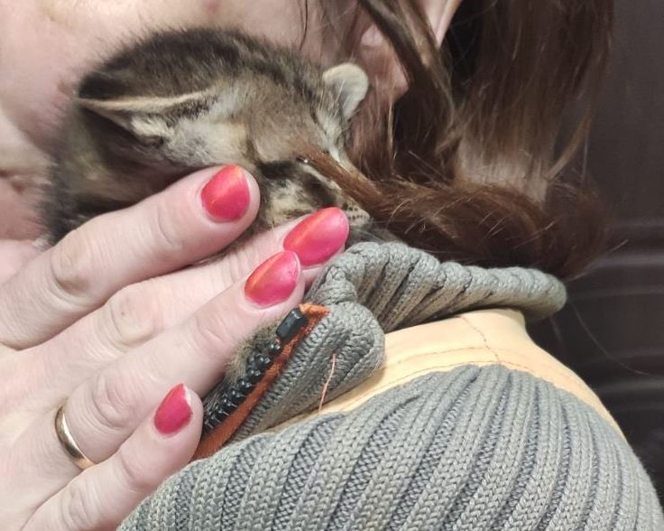 "Такого еще не было": в Днепре спасатели достали котенка, который застрял между дверью и полом