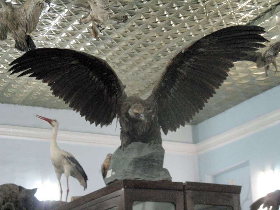 Как в фильме ужасов: что показывали посетителям в Зоологическом музее ДНУ (ФОТО) - рис. 3