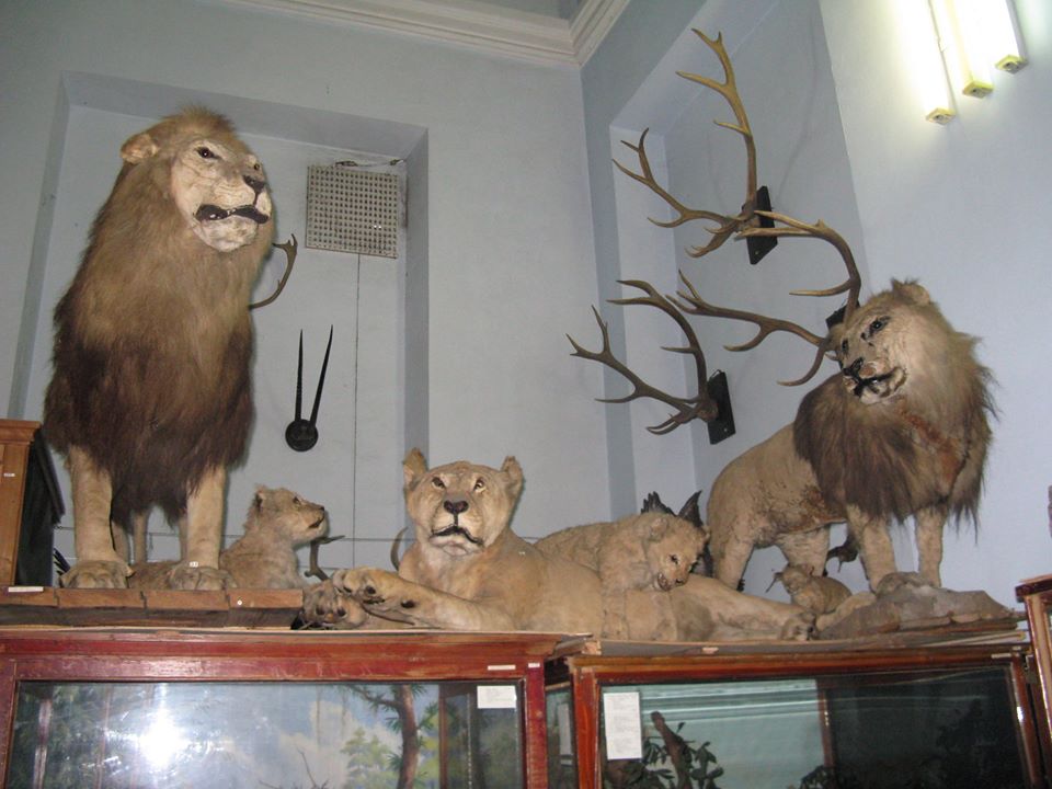 Как в фильме ужасов: что показывали посетителям в Зоологическом музее ДНУ (ФОТО) - рис. 4