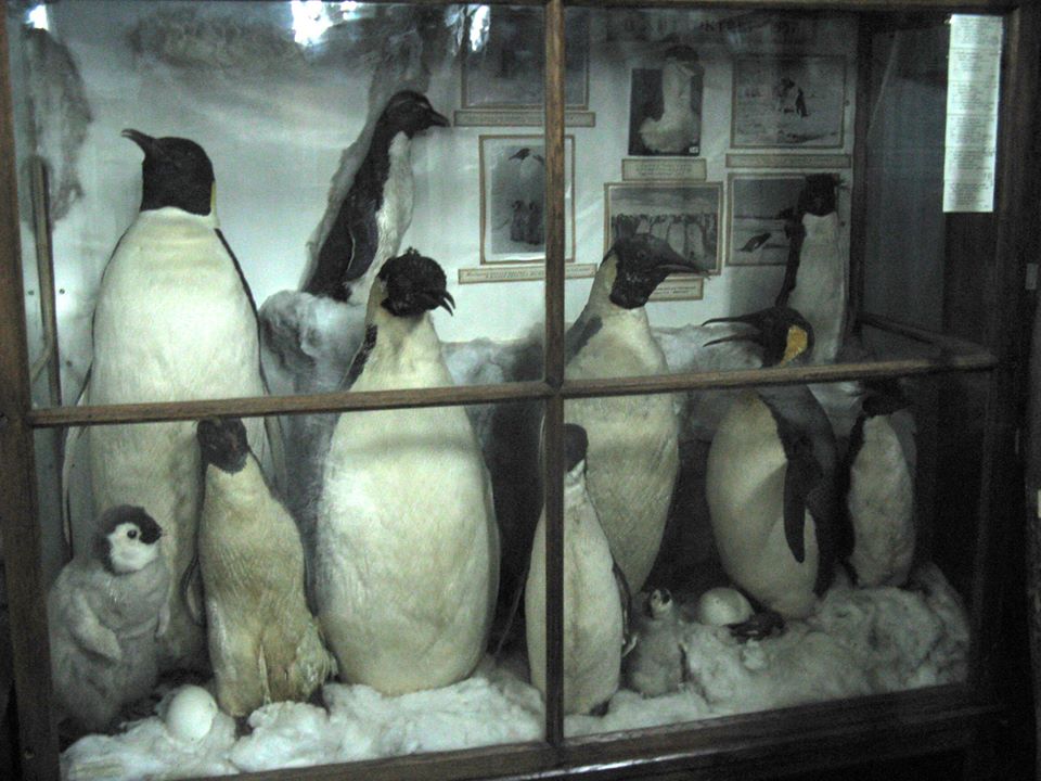 Как в фильме ужасов: что показывали посетителям в Зоологическом музее ДНУ (ФОТО) - рис. 5