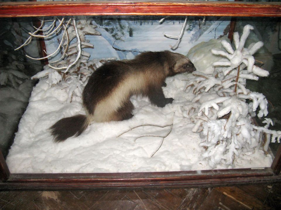 Как в фильме ужасов: что показывали посетителям в Зоологическом музее ДНУ (ФОТО) - рис. 6