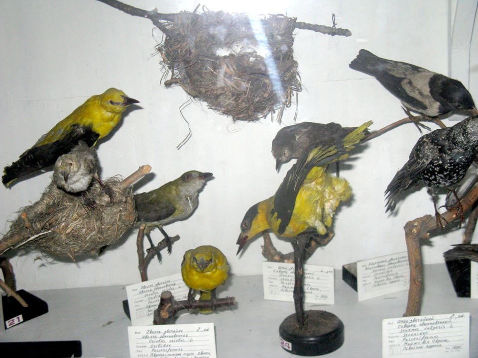 Как в фильме ужасов: что показывали посетителям в Зоологическом музее ДНУ (ФОТО) - рис. 7