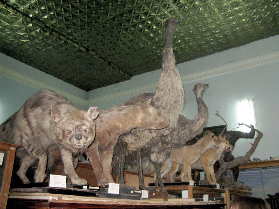 Как в фильме ужасов: что показывали посетителям в Зоологическом музее ДНУ (ФОТО) - рис. 8