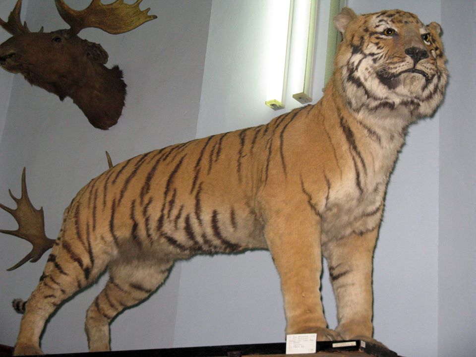 Как в фильме ужасов: что показывали посетителям в Зоологическом музее ДНУ (ФОТО) - рис. 9