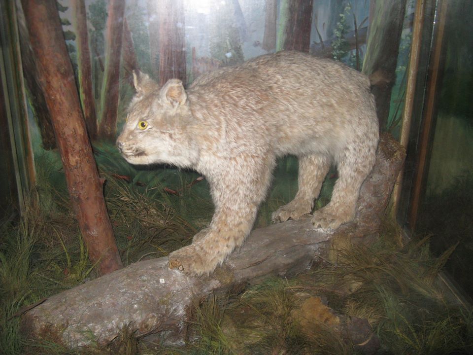 Как в фильме ужасов: что показывали посетителям в Зоологическом музее ДНУ (ФОТО) - рис. 10