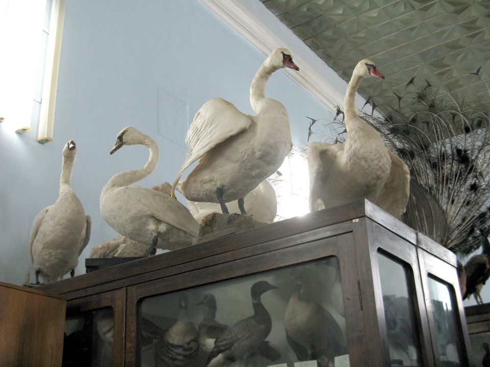 Как в фильме ужасов: что показывали посетителям в Зоологическом музее ДНУ (ФОТО) - рис. 11