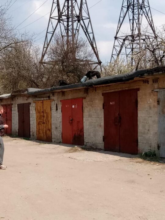В Днепре 11-е сутки бегает собака с бутылкой на голове