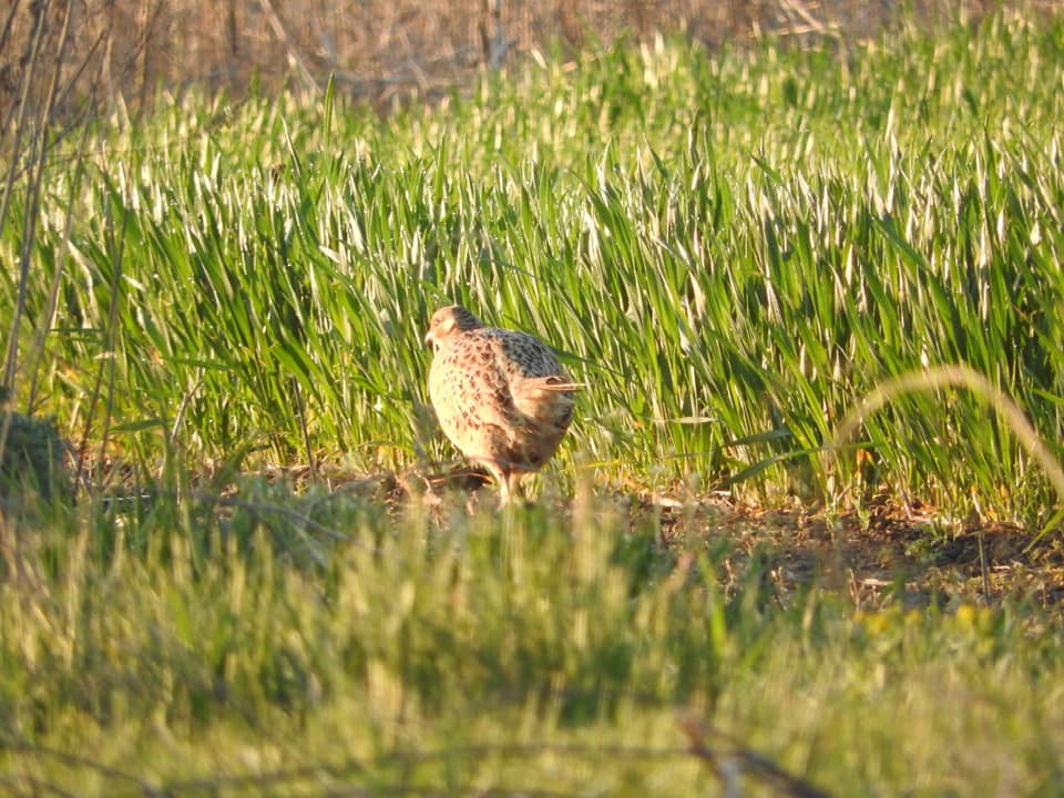 В Днепре на Игрени объявились фазаны (ФОТО) - рис. 3