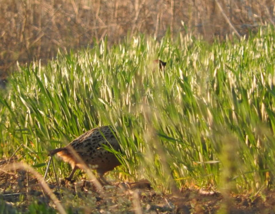 В Днепре на Игрени объявились фазаны (ФОТО) - рис. 5