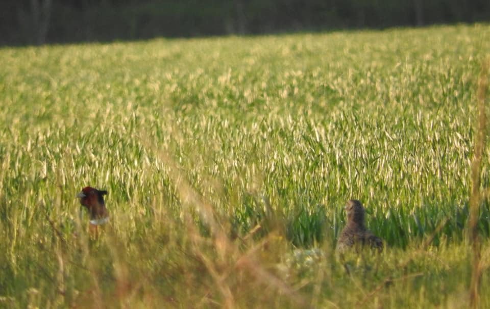 В Днепре на Игрени объявились фазаны (ФОТО) - рис. 1