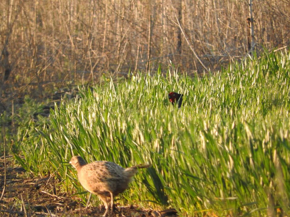 В Днепре на Игрени объявились фазаны (ФОТО) - рис. 2