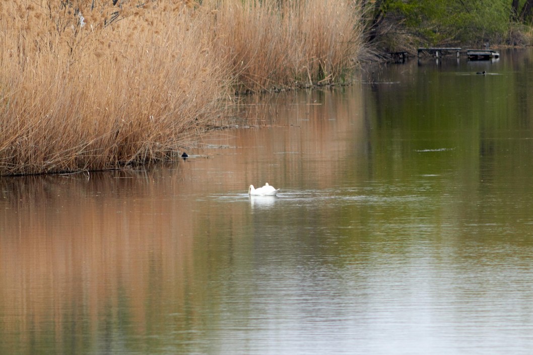 В Днепре на озере Курином запечатлели трогательную лебединую пару - рис. 8