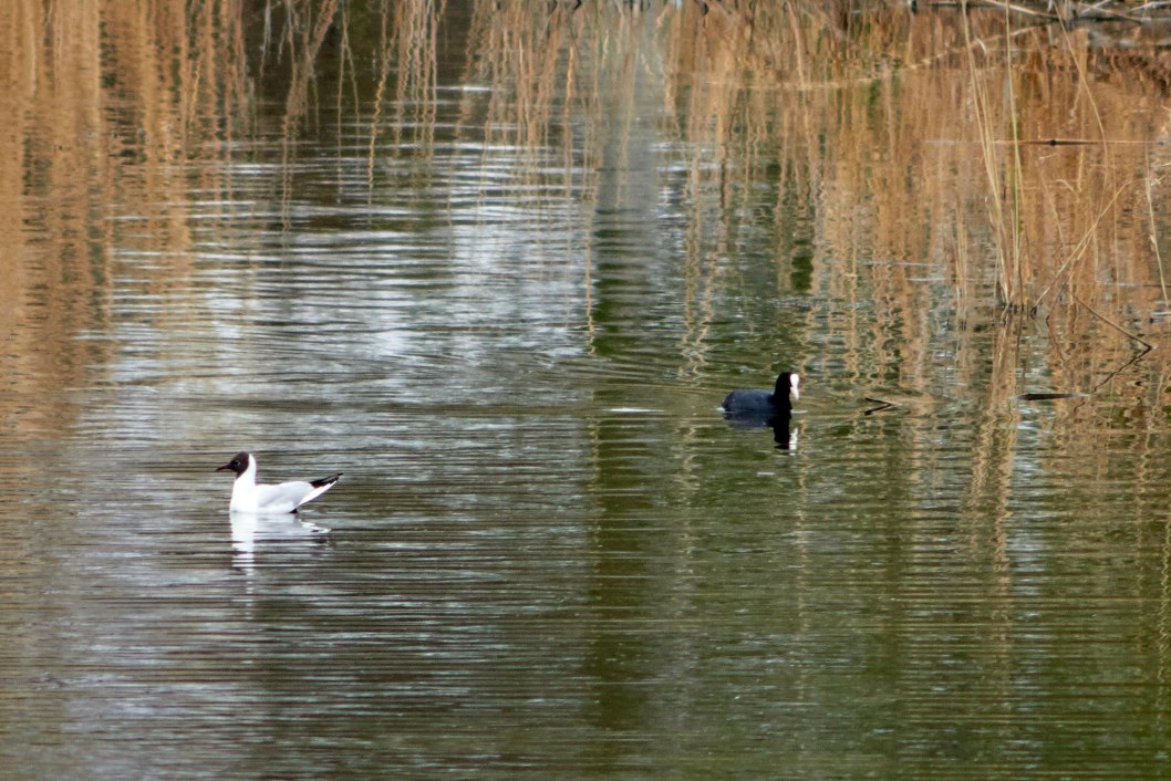 В Днепре на озере Курином запечатлели трогательную лебединую пару - рис. 3